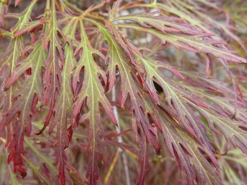Acer palmatum dissectum Garnet