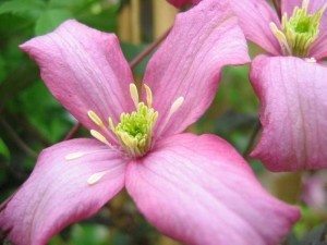 Clematis Warwickshire Rose
