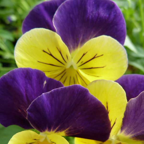 Viola Blue Yellow