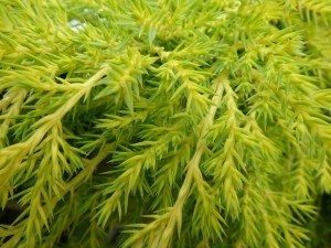 Juniperus Carbury Gold